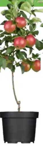 OBI Grow by Obi Bio Zwergapfel Angebot