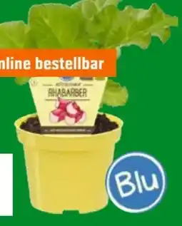 OBI Blu Bio-Rhabarber Angebot