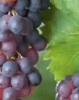 OBI Grow by Obi Bio-Weinpflanzen Vitis vinifera Angebot