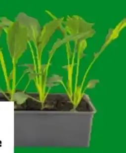 OBI Grow by Obi Kohlrabi Delikatesse Angebot