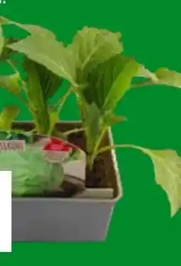 OBI Weißkohl Angebot