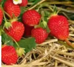 OBI Erdbeerpflanzen Angebot