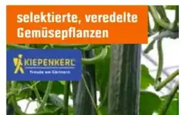 OBI Kiepenkerl Schlangengurke Cyrano Angebot