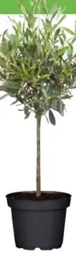 OBI Grow by Obi Olivenbaum Stamm Angebot