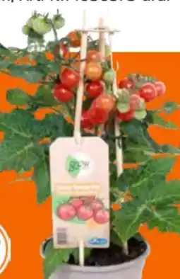 OBI Grow by Obi Gourmet-Gemüsepflanzen Pick and Joy Angebot