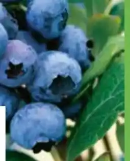 OBI Grow by Obi Heidelbeere Hortblue Petite Angebot