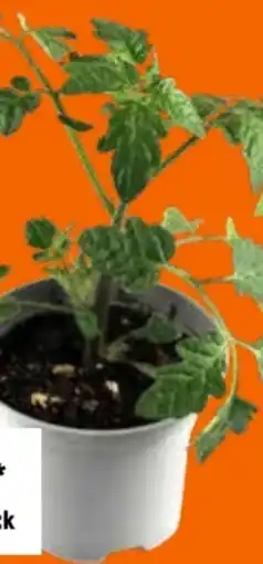 OBI Grow by Obi Tomatenpflanzen Angebot