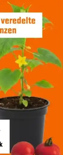 OBI Grow by Obi Gemüsepflanzen Angebot