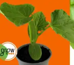 OBI Grow by Obi Gurkenpflanzen Angebot