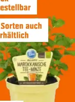OBI Blu Bio Marokkanische Teeminze Angebot
