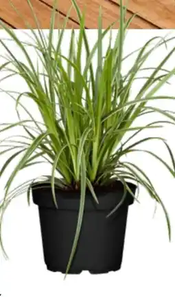 OBI Grow by Obi Japan-Segge Ice Dance Angebot