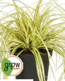 OBI Grow by Obi Gold Segge Evergold Angebot