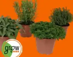 OBI Grow by Obi Kräutermischung Italienische Kräuter Angebot