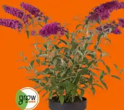 OBI Grow by Obi Sommerflieder Angebot