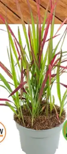 OBI Grow by Obi Japanisches Blutgras Red Baron Angebot