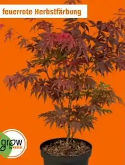 OBI Grow by Obi Fächerahorn Atropurpureum Angebot