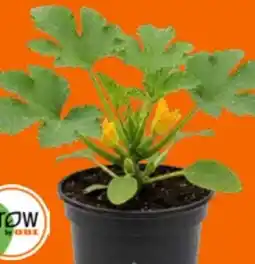 OBI Grow by Obi Zucchini Angebot