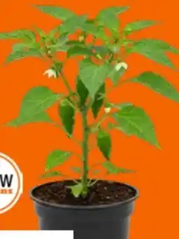 OBI Grow by Obi Paprika Angebot