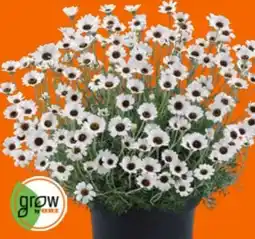 OBI Grow by Obi Marokkanisches Gänseblümchen Angebot