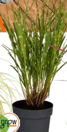 OBI Grow by Obi Zebraschilf Strictus Angebot