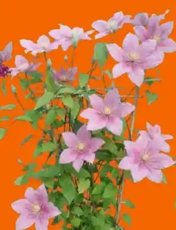 OBI Grow by Obi Waldrebe Boulevard Angebot