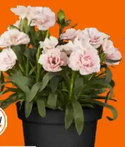 OBI Grow by Obi Gartennelke Mountain Frost Angebot