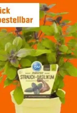 OBI Blu Bio Strauchbasilikum Angebot