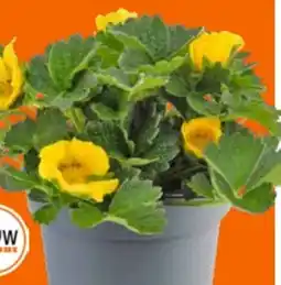 OBI Grow by Obi Fingerkraut Angebot