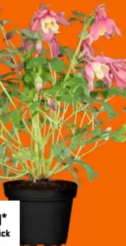 OBI Grow by Obi Akelei Angebot