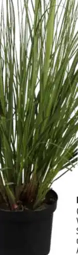 OBI Pampasgras Angebot