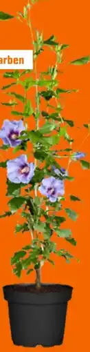 OBI Grow by Obi Gartenhibiskus Angebot