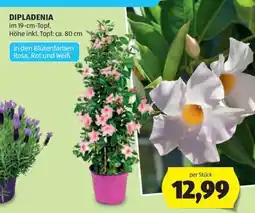 Hofer Dipladenia Angebot