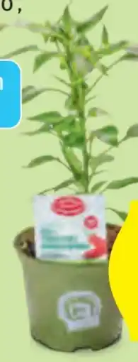 Hofer Zurück zum Ursprung Bio Paprika Chilirarität Angebot