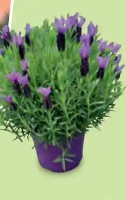 Hofer Schopflavendel Angebot