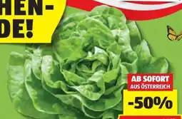 Hofer Hofer Marktplatz Kopfsalat Angebot