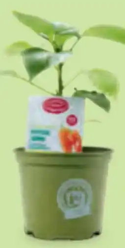 Hofer Zurück zum Ursprung Bio-Kindersnackgemüse Angebot