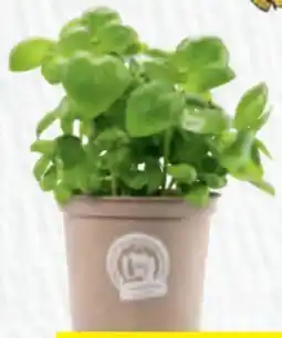 Hofer Zurück zum Ursprung Bio-Basilikum Angebot