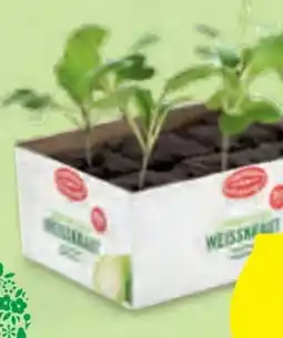 Hofer Zurück zum Ursprung Bio-Gemüsejungpflanzen Angebot