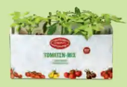 Hofer Zurück zum Ursprung Bio-Tomatenpflanzen Angebot