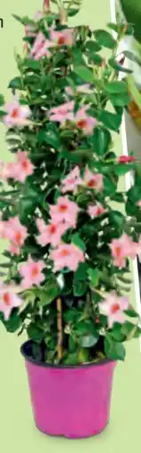 Hofer Dipladenia Angebot