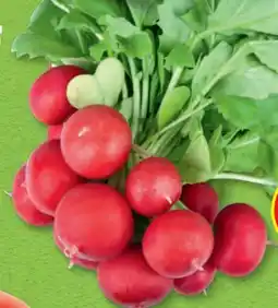 Hofer Zurück zum Ursprung Bio-Radieschen Angebot