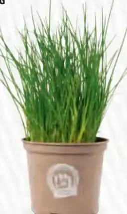 Hofer Zurück zum Ursprung Bio-Kräuter Angebot