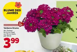 Billa Verbene drums Angebot