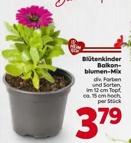 Billa Blütenkinder balkon- blumen-mix Angebot