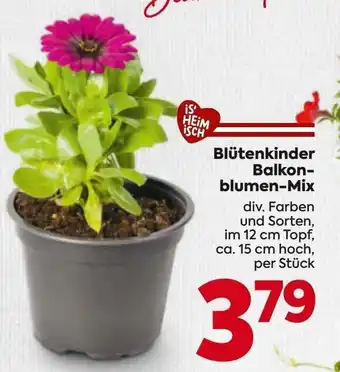Blütenkinder balkon- blumen-mix