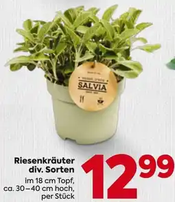 Billa Riesenkräuter div. Sorten Angebot