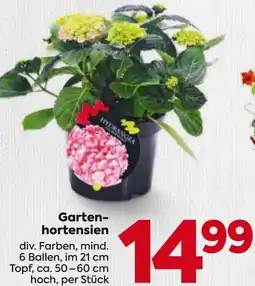 Billa Garten- hortensien Angebot
