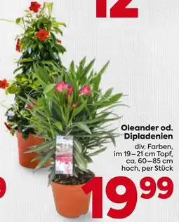 Billa Oleander od. Dipladenien Angebot