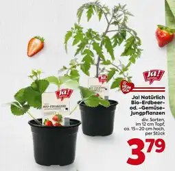 Billa Ja! natürlich bio-erdbeer- od. -gemüse- jungpflanzen Angebot