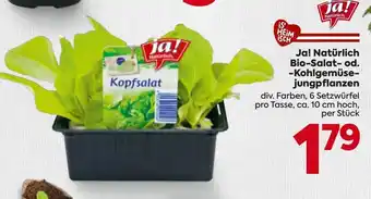 Ja! natürlich bio-salat- od. -kohlgemüse- jungpflanzen